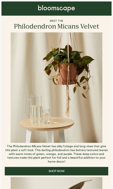 Drape your space in velvet with our newest trailing plant! ♥️ - email from Bloomscape