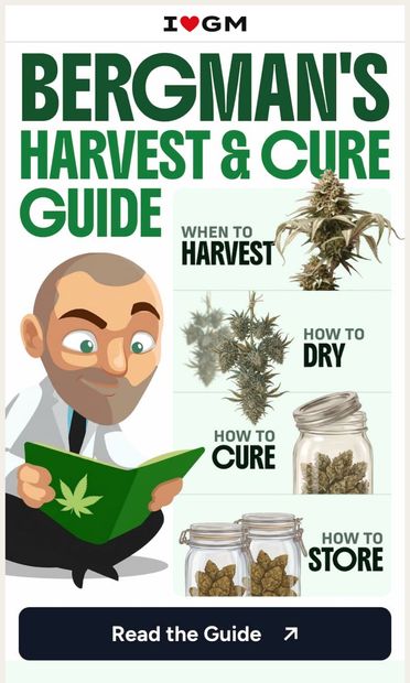Learn My Harvest & Cure Secrets! - email from ILGM.com
