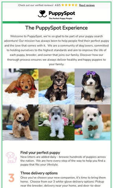 ✨The PuppySpot Experience✨ - email from PuppySpot