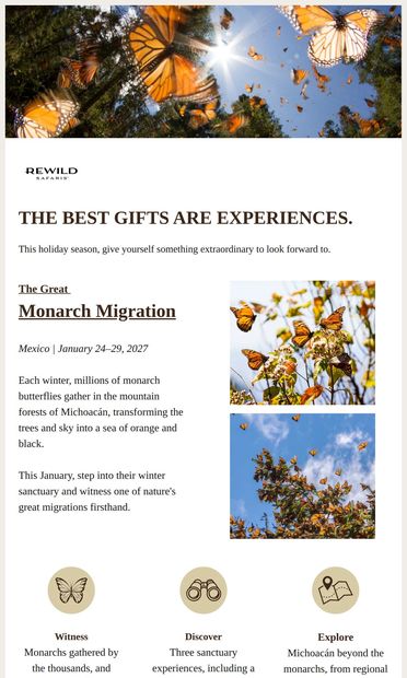 A Forest Transformed by Monarch Butterflies - email from Rewild Safaris